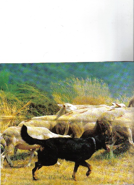 Erbus Du jardin d'avril