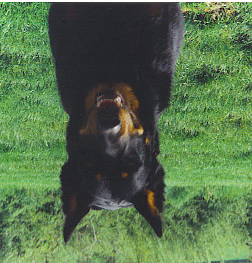 Phonie Du jardin d'avril