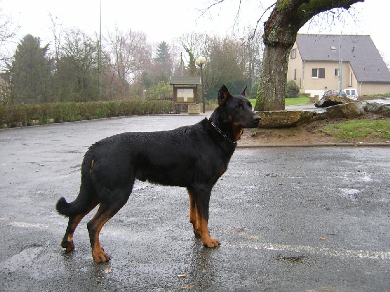 Urano Du jardin d'avril