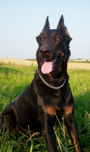 Reve Du jardin d'avril